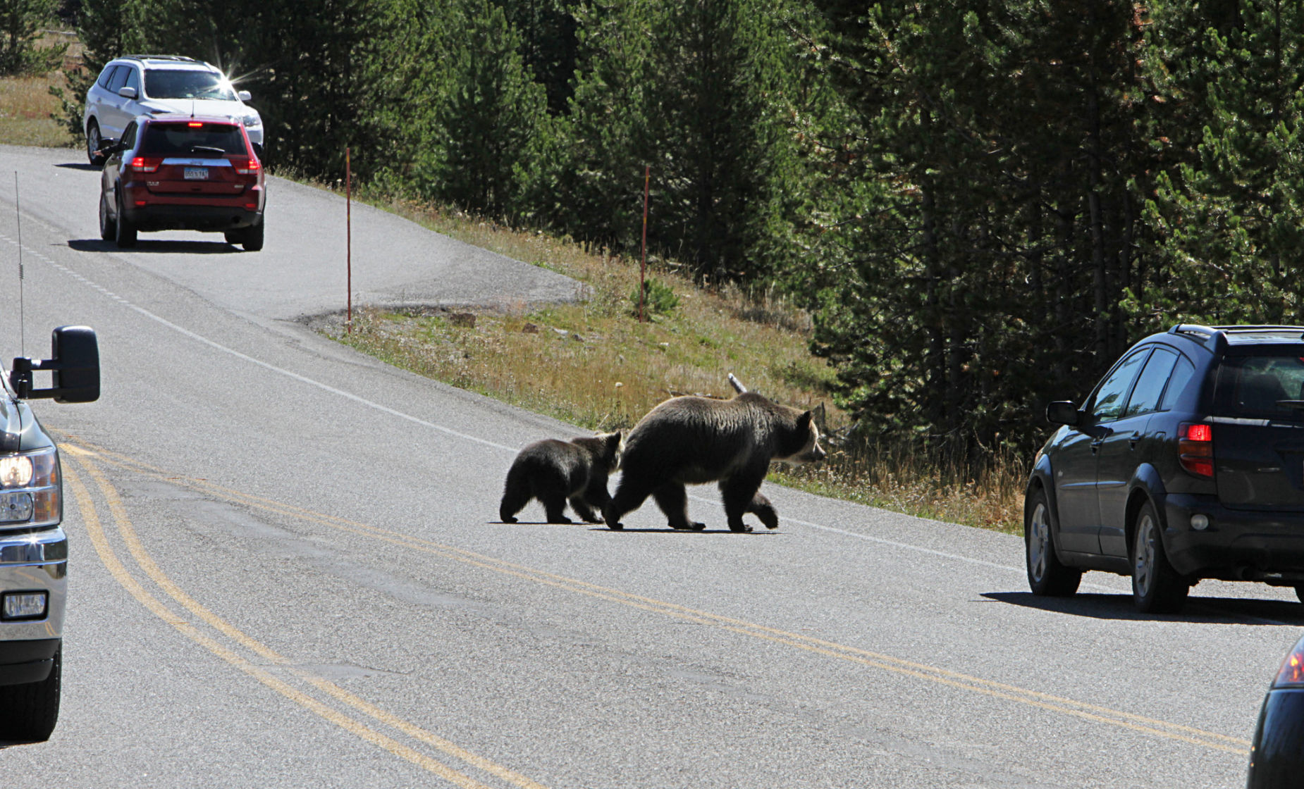 Grizzly sow and cub crossing road nead Madison Jct.